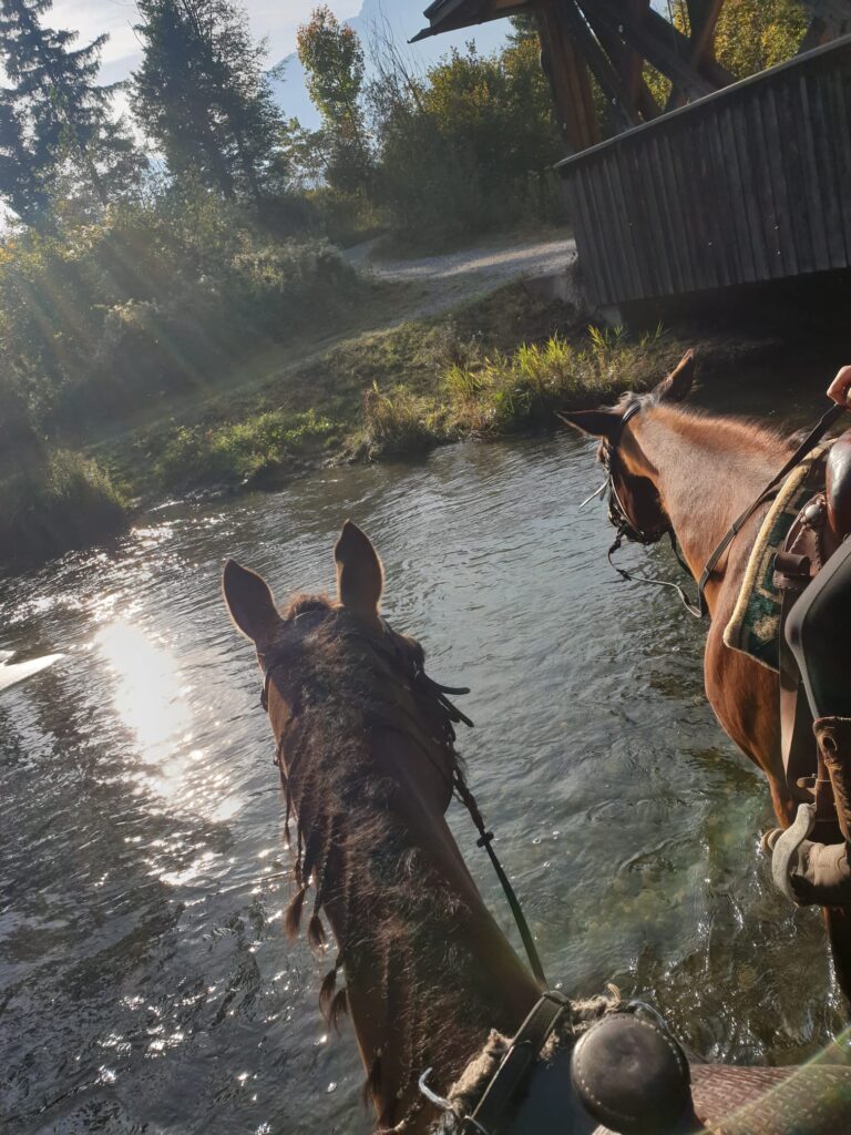 Pferde unsere Freunde und treuen Gefährten, ausreiten